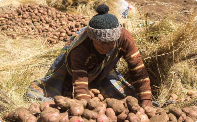 cultivo de papas